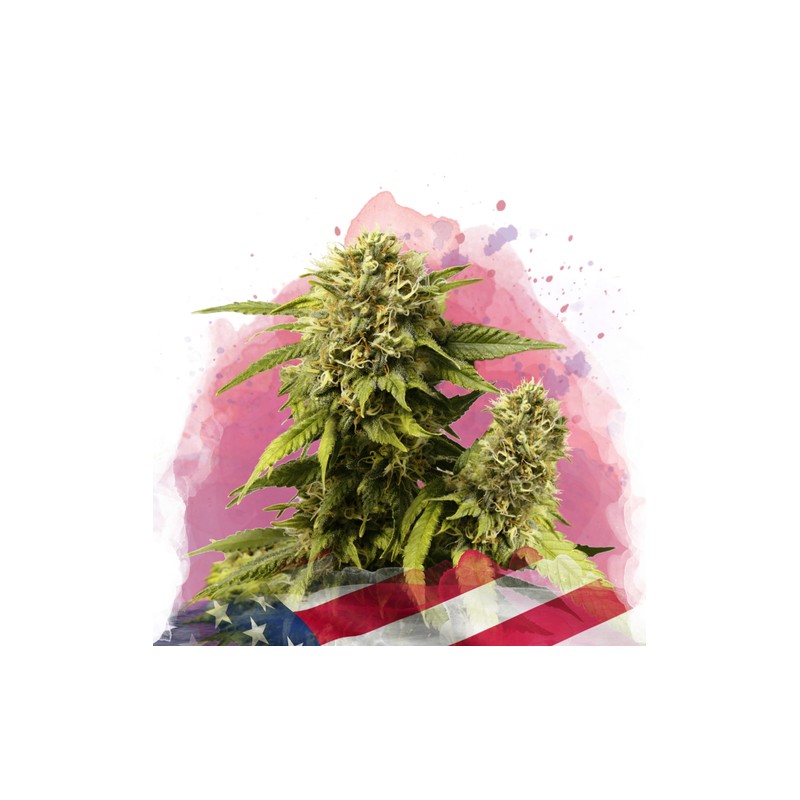 ORIGINAL GLUE · Nirvana Seeds · cannabis seeds · Fem