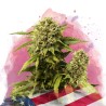 ORIGINAL GLUE · Nirvana Seeds · graines de cannabis · Fem