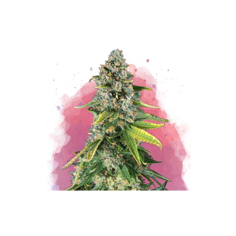 SKUNK 1 · Nirvana Seeds · graines de cannabis · Fem