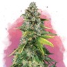 SKUNK 1 · Nirvana Seeds · graines de cannabis · Fem