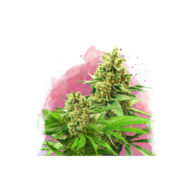 SOMANGO XXL · Nirvana Seeds · graines de cannabis · Fem
