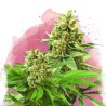 SOMANGO XXL· Nirvana Seeds · cannabis seeds · Fem