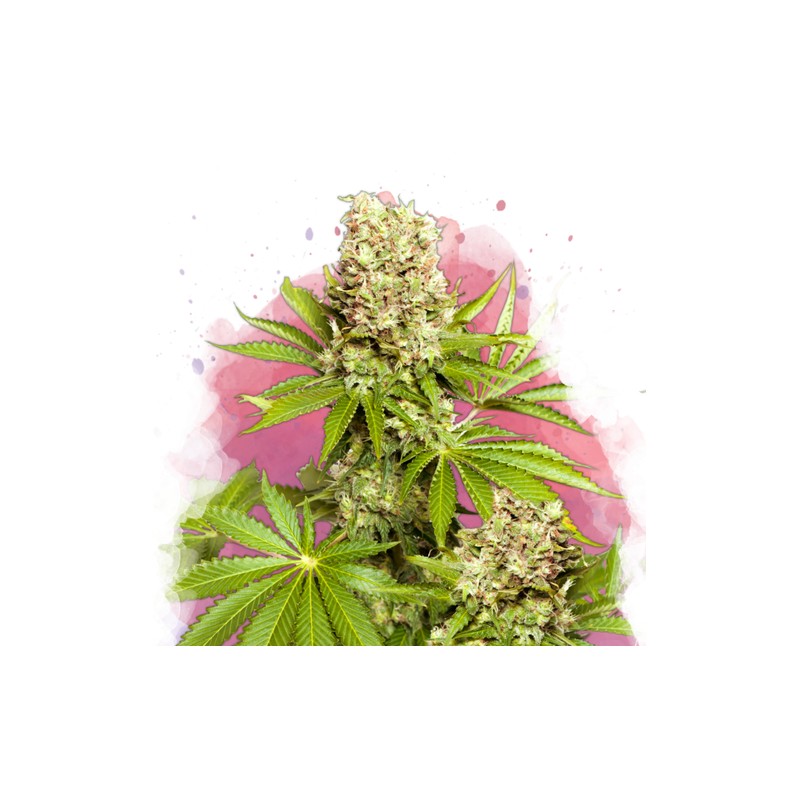 HAWAII MAUI WAUI · Nirvana Seeds · graines de cannabis · Fem
