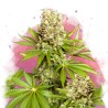 HAWAII MAUI WAUI · Nirvana Seeds · kenevir tohum · Disi · Fem