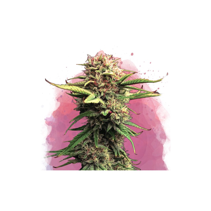 JOCK HORROR · Nirvana Seeds · graines de cannabis  ·  Fem