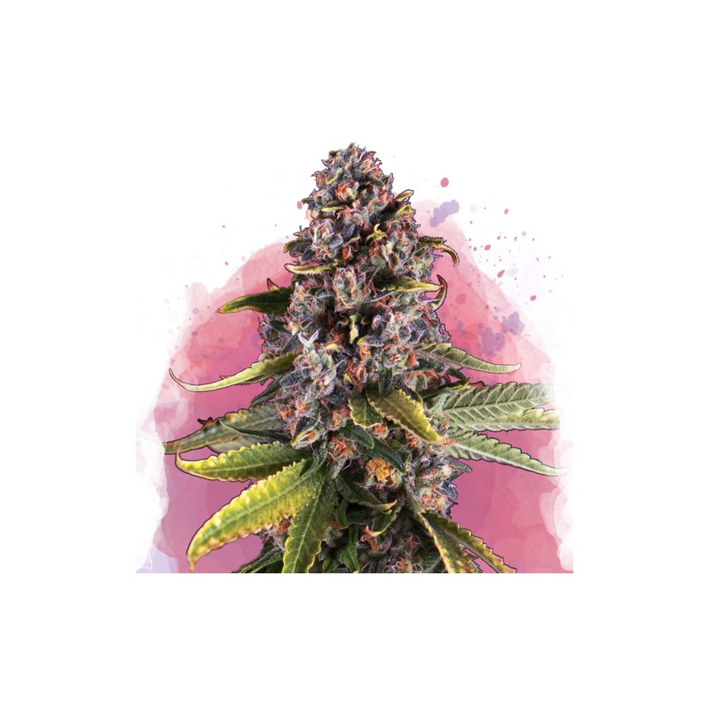 RASPBERRY COUGH · Nirvana Seeds · graines de cannabis · Fem