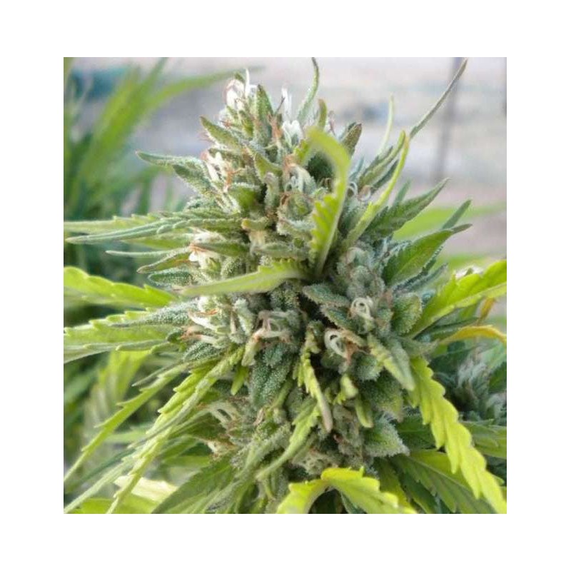 WHITE RHINO · Nirvana Seeds · graines de cannabis · Fem
