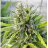 WHITE RHINO · Nirvana Seeds · graines de cannabis · Fem