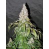 STERLING HAZE · Nirvana Seeds · kenevir tohum · Disi · Fem