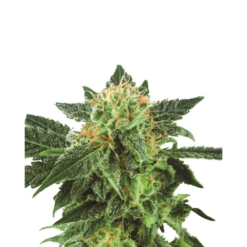 SHORT RIDER AUTO · Nirvana Seeds · graines de cannabis · AutoFem