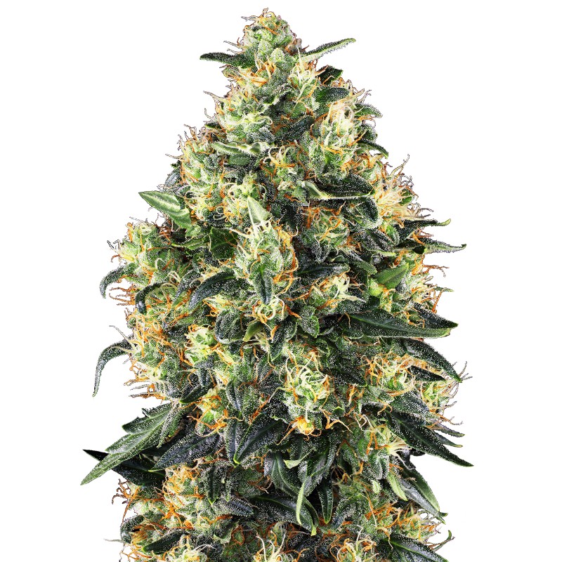 SUPER SKUNK AUTO · Sensi Seeds · graines de cannabis · AutoFem
