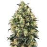 SUPER SKUNK AUTO · Sensi Seeds · graines de cannabis · AutoFem