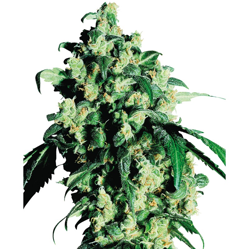 SUPER SKUNK · Sensi Seeds · graines de cannabis · Fem