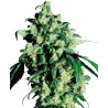 SUPER SKUNK · Sensi Seeds · graines de cannabis · Fem