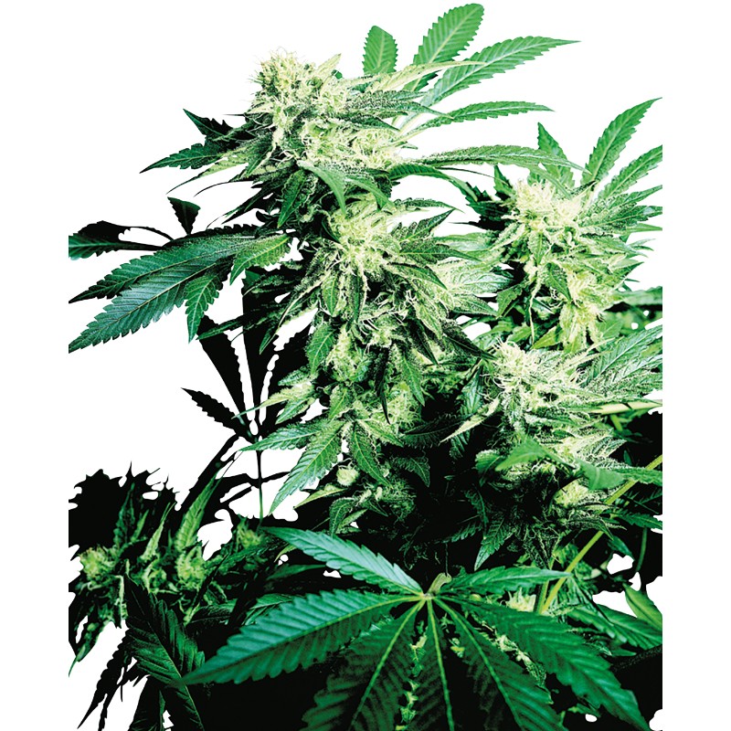 SKUNK KUSH · Sensi Seeds · graines de cannabis · Fem