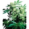 SKUNK KUSH · Sensi Seeds · graines de cannabis · Fem