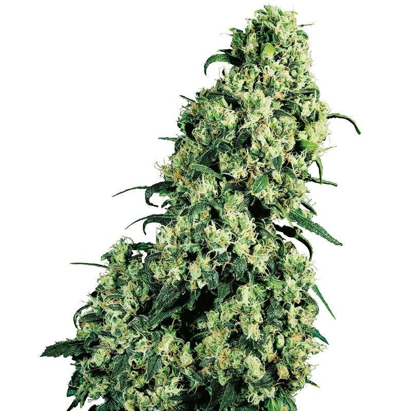 SKUNK 1 · Sensi Seeds · graines de cannabis · Fem
