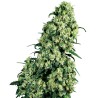 SKUNK 1 · Sensi Seeds · graines de cannabis · Fem