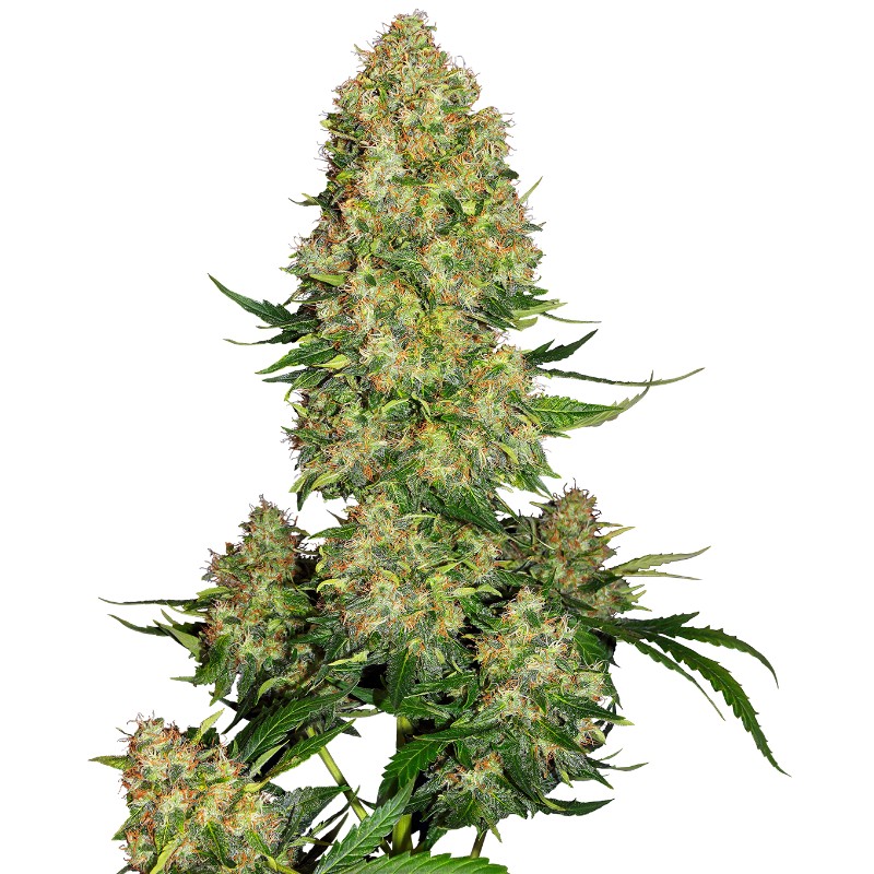 SKUNK 1 AUTO · Sensi Seeds · graines de cannabis · AutoFem