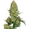 SKUNK 1 AUTO · Sensi Seeds · graines de cannabis · AutoFem