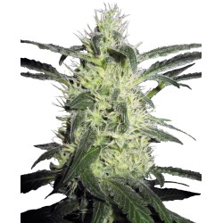 SILVER HAZE · Sensi Seeds · sementes de maconha · Fem