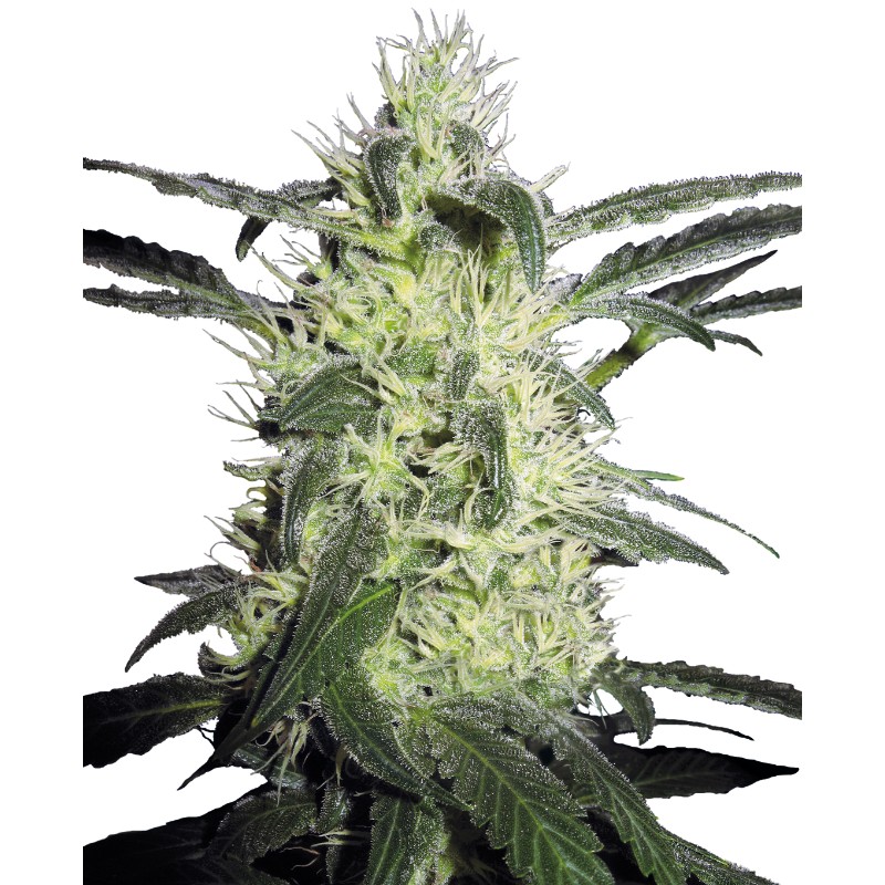 SILVER HAZE · Sensi Seeds · sementes de maconha · Fem
