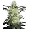 SILVER HAZE · Sensi Seeds · cannabis seeds · Fem