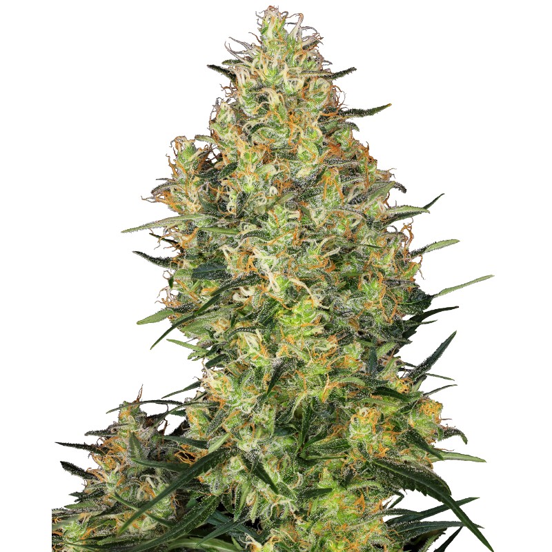 SHIVA SKUNK · Sensi Seeds · graines de cannabis · Fem