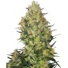 SHIVA SKUNK · Sensi Seeds · graines de cannabis · Fem
