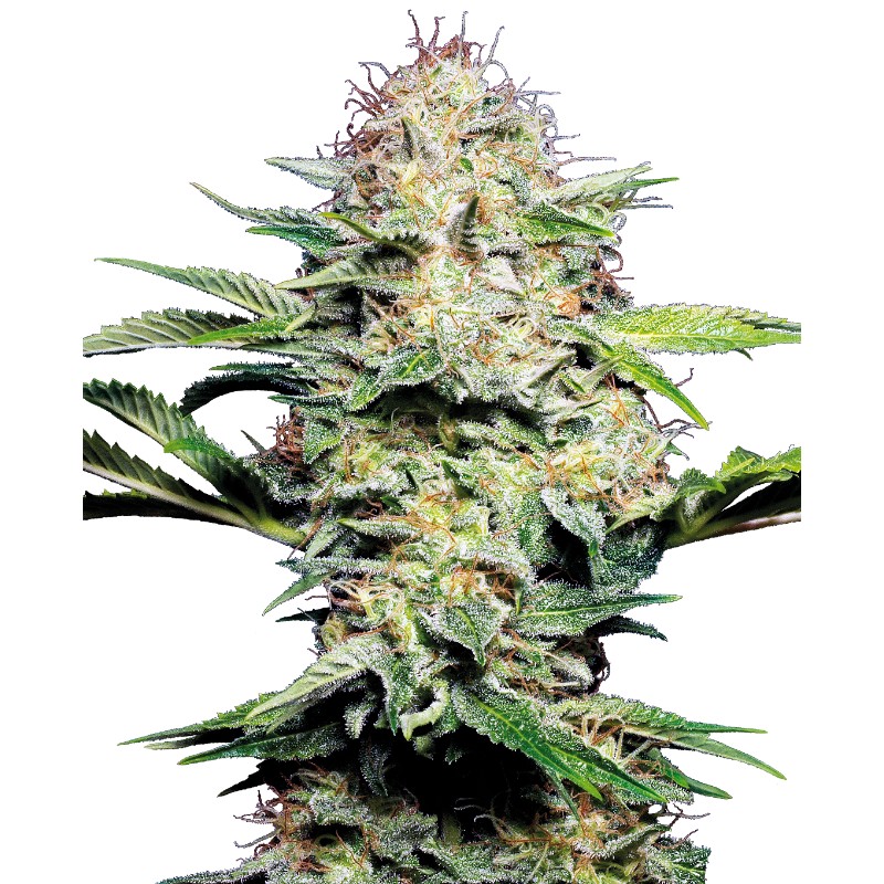 SENSI SKUNK AUTOMATIC · Sensi Seeds · graines de cannabis · AutoFem