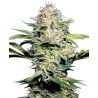 SENSI SKUNK AUTOMATIC · Sensi Seeds · graines de cannabis · AutoFem