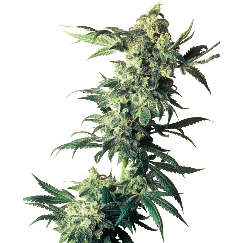 NORTHERN LIGHTS · Sensi Seeds · graines de cannabis · Fem