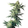 NORTHERN LIGHTS · Sensi Seeds · graines de cannabis · Fem