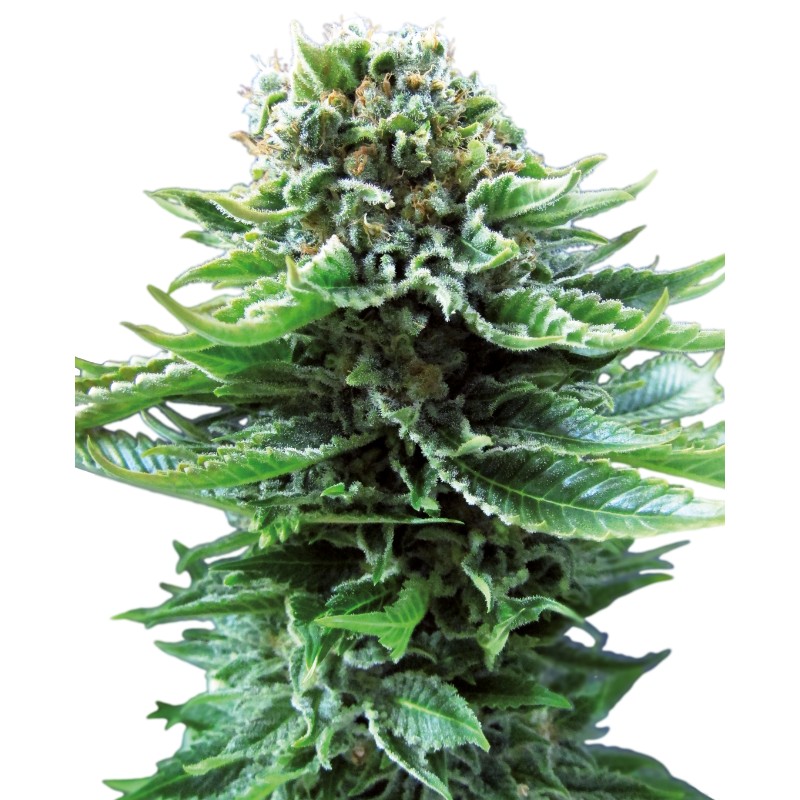 NORTHERN LIGHTS AUTO · Sensi Seeds · graines de cannabis · AutoFem