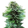 NORTHERN LIGHTS AUTO · Sensi Seeds · graines de cannabis · AutoFem