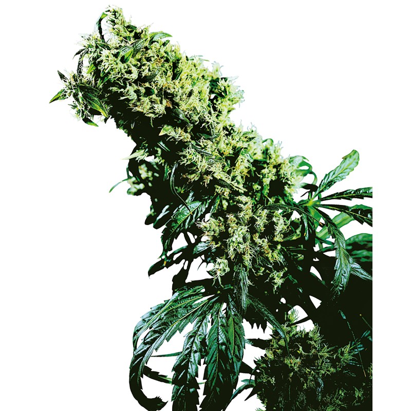 NORTHERN LIGHTS 5 X HAZE · Sensi Seeds · graines de cannabis· Fem