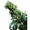 NORTHERN LIGHTS 5 X HAZE · Sensi Seeds · graines de cannabis· Fem