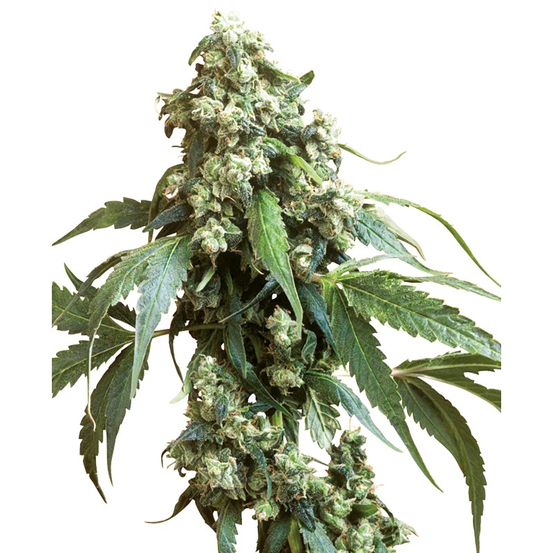 JACK FLASH 5 · Sensi Seeds · graines de cannabis · Fem