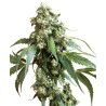 JACK FLASH 5 · Sensi Seeds · graines de cannabis · Fem