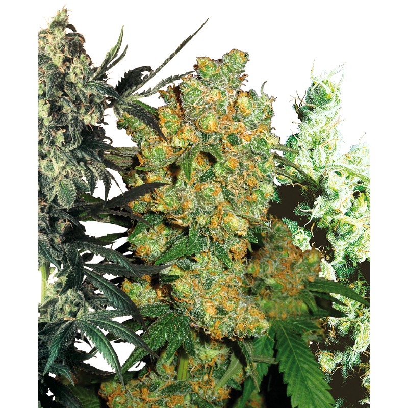 FEMINIZED MIX · Sensi Seeds · graines de cannabis · Fem