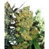 FEMINIZED MIX · Sensi Seeds · graines de cannabis · Fem