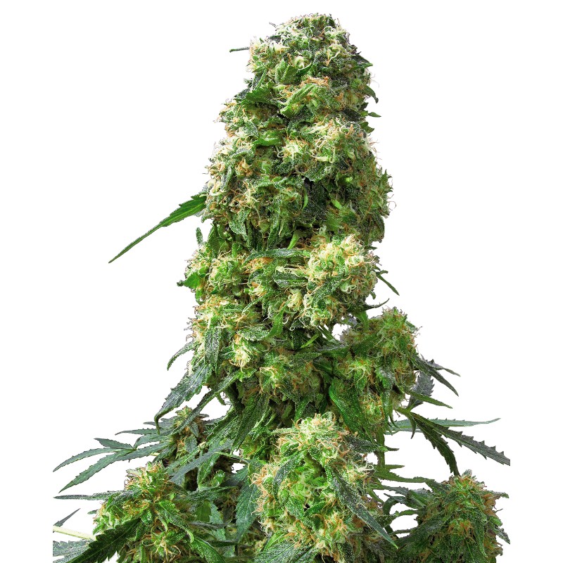 EARLY SKUNK · Sensi Seeds · sementes de maconha · Fem