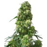 EARLY SKUNK · Sensi Seeds · sementes de maconha · Fem