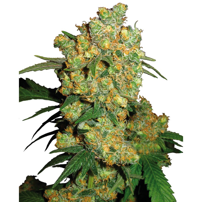 BIG BUD · Sensi Seeds · graines de cannabis · Fem