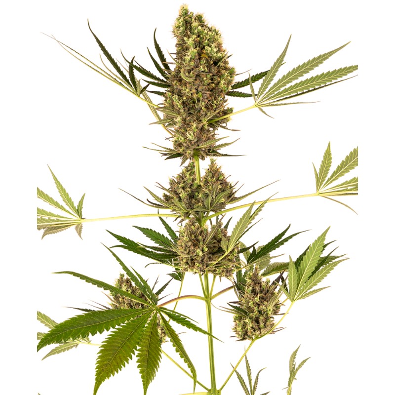 ALPINE DELIGHT CBD AUTO · Sensi Seeds · cannabis samen · AutoFem