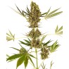 ALPINE DELIGHT CBD AUTO · Sensi Seeds · graines de cannabis · AutoFem