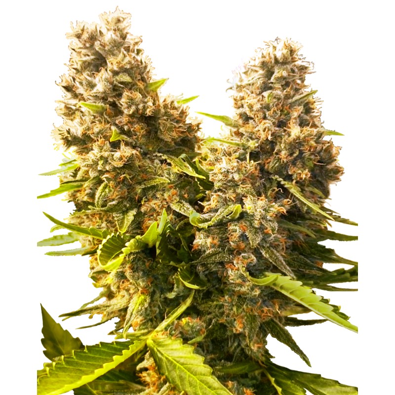 BANANA KUSH CAKE AUTO · Sensi Seeds · graines de cannabis · AutoFem