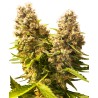 BANANA KUSH CAKE AUTO · Sensi Seeds · graines de cannabis · AutoFem