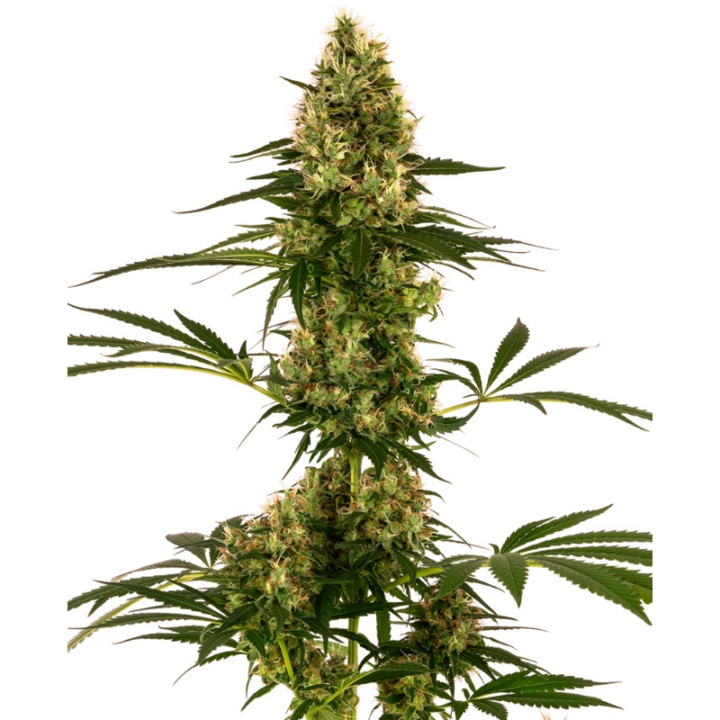 BLUE BULLET AUTO · Sensi Seeds · graines de cannabis · AutoFem