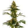 BLUE BULLET AUTO · Sensi Seeds · cannabis seeds · AutoFem